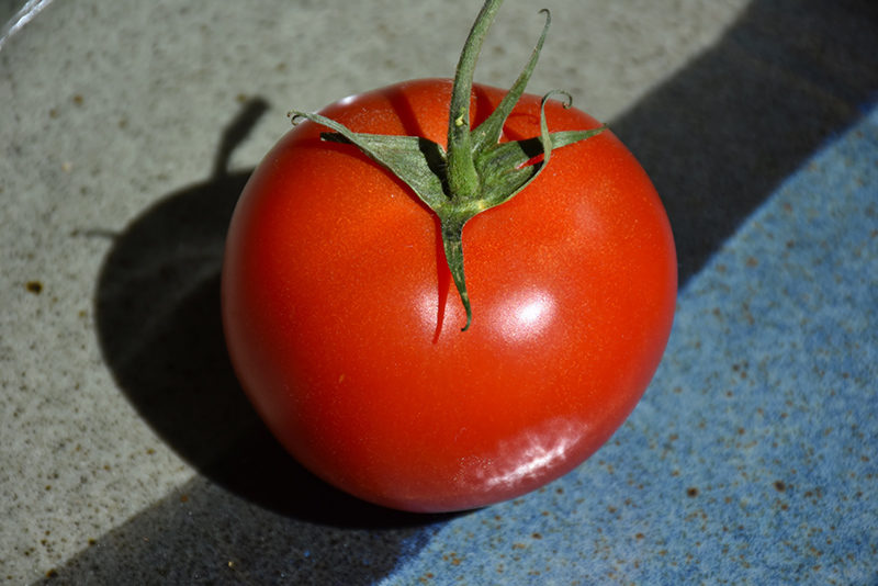 Early Girl Tomato (Solanum lycopersicum 'Early Girl') at Roger's Gardens