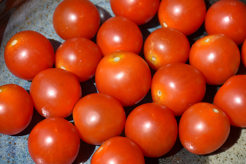 Braveheart Tomato (Solanum lycopersicum 'Braveheart') at Roger's Gardens