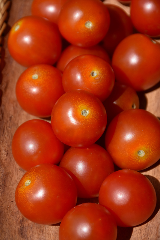 Red Robin Tomato (Solanum lycopersicum 'Red Robin') at Roger's Gardens