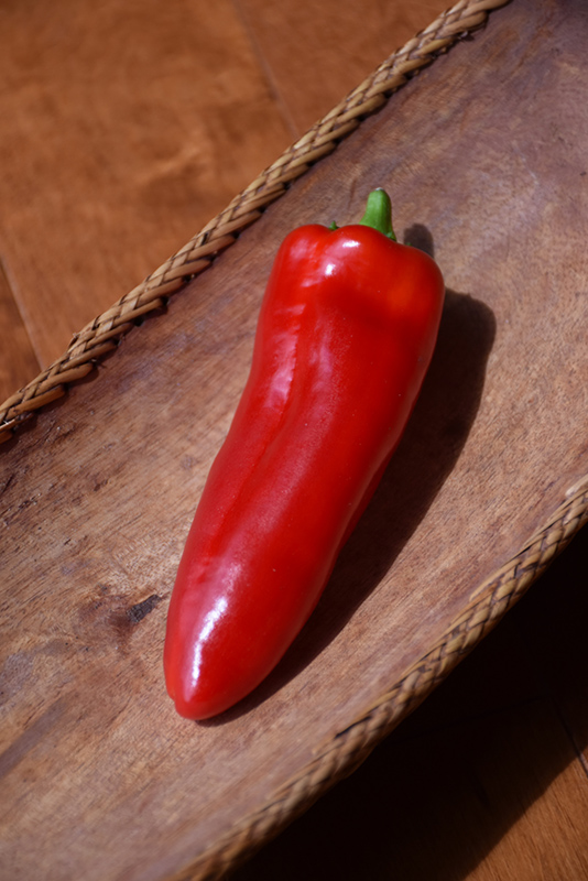 Giant Ristra Pepper (Capsicum annuum 'Giant Ristra') at Roger's Gardens