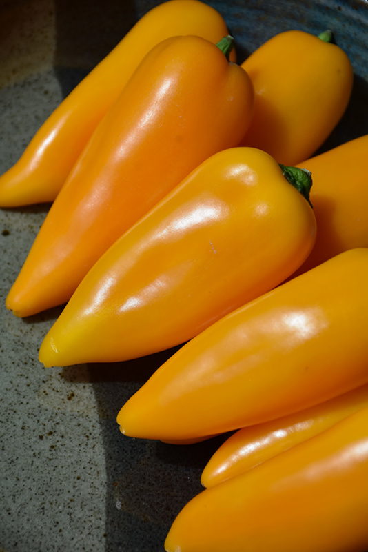 Lunchbox Yellow Sweet Pepper (Capsicum annuum 'Lunchbox Yellow') at Roger's Gardens