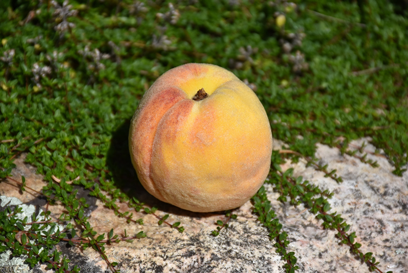Golden Sun Peach (Prunus persica 'Golden Sun') at Roger's Gardens