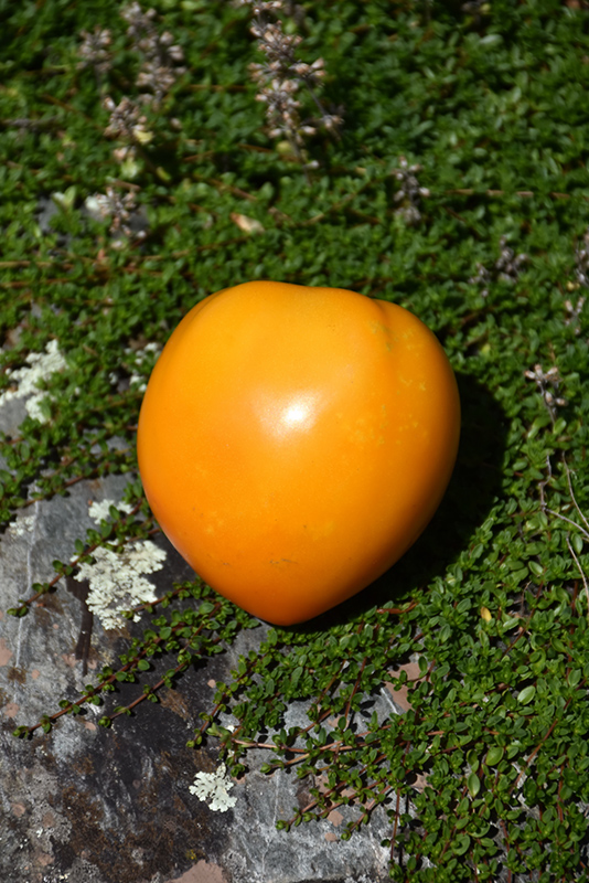 Yellow Oxheart Tomato (Solanum lycopersicum 'Yellow Oxheart') at Roger's Gardens