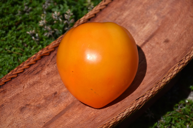 Orange Oxheart Tomato (Solanum lycopersicum 'Orange Oxheart') at Roger's Gardens