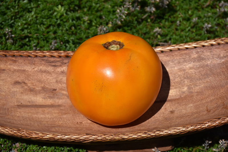 Valencia Tomato (Solanum lycopersicum 'Valencia') at Roger's Gardens