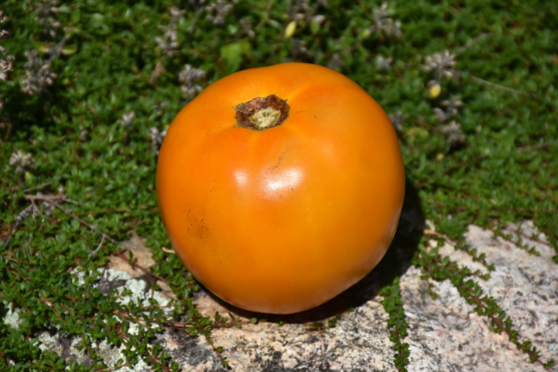 Orange Slicer Tomato (Solanum lycopersicum 'Orange Slicer') at Roger's Gardens