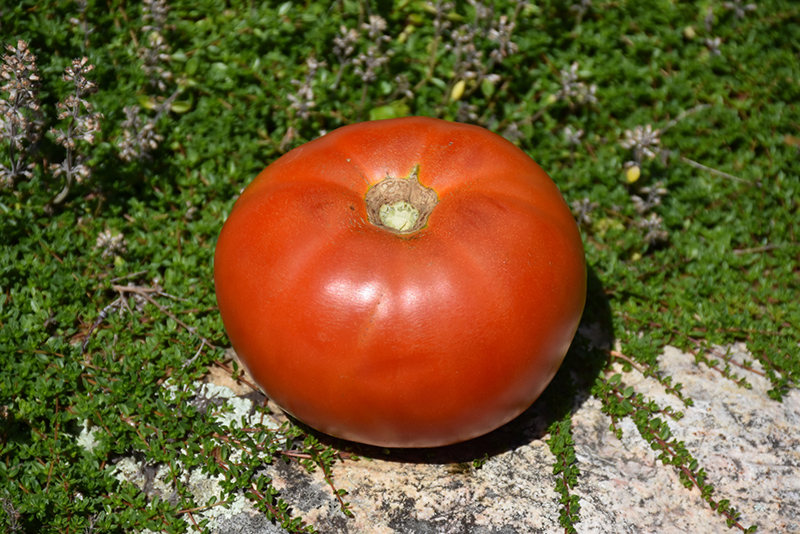 Whopper Tomato (Solanum lycopersicum 'Whopper') at Roger's Gardens