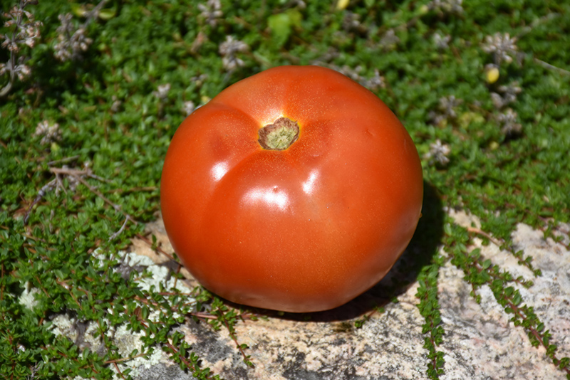 Supersonic Tomato (Solanum lycopersicum 'Supersonic') at Roger's Gardens