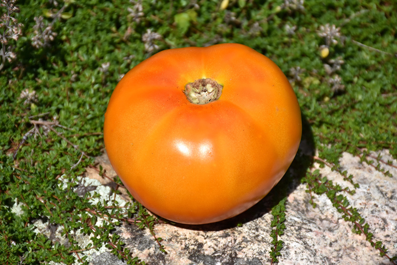 Chef's Choice Orange Tomato (Solanum lycopersicum 'Chef's Choice Orange') at Roger's Gardens