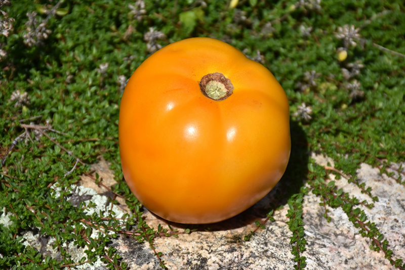 Sunny Boy Tomato (Solanum lycopersicum 'Sunny Boy') at Roger's Gardens