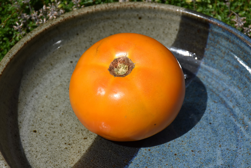 SunrayTomato (Solanum lycopersicum 'Sunray') at Roger's Gardens