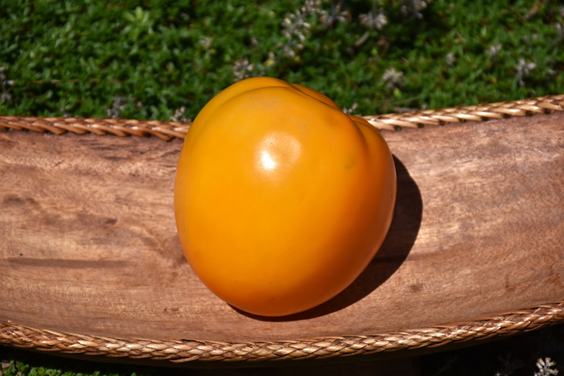 Solar Power Tomato (Solanum lycopersicum 'Solar Power') at Roger's Gardens