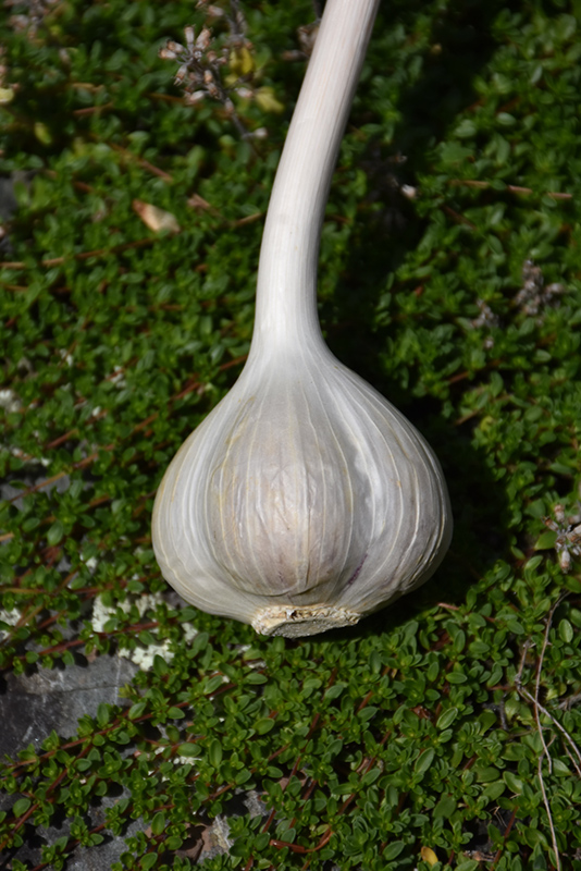 Garlic (Allium sativum) at Roger's Gardens