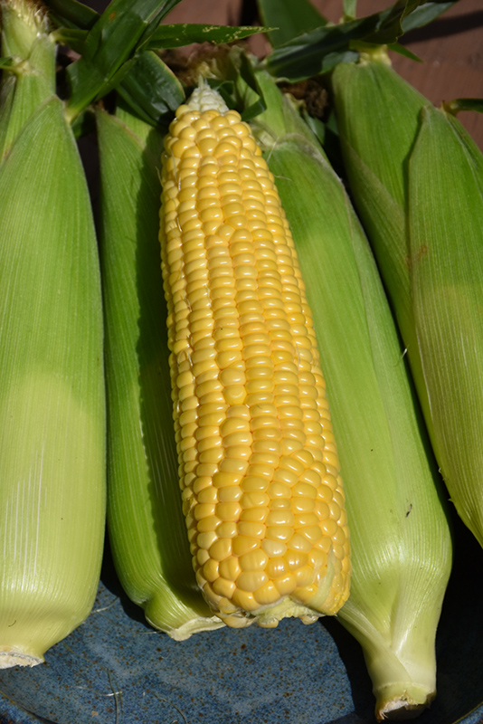 Supersweet Corn (Zea mays 'Supersweet') at Roger's Gardens