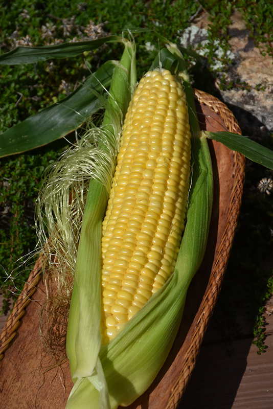 Early Xtra Sweet Corn (Zea mays 'Early Xtra Sweet') at Roger's Gardens