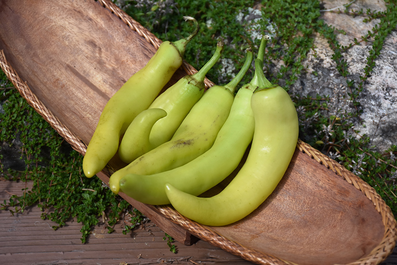 Banana Pepper (Capsicum annuum 'Banana') at Roger's Gardens