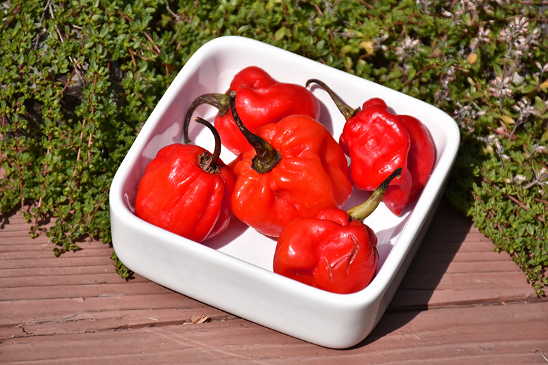 Jamaican Red Pepper (Capsicum chinense 'Jamaican Red') in Orange County