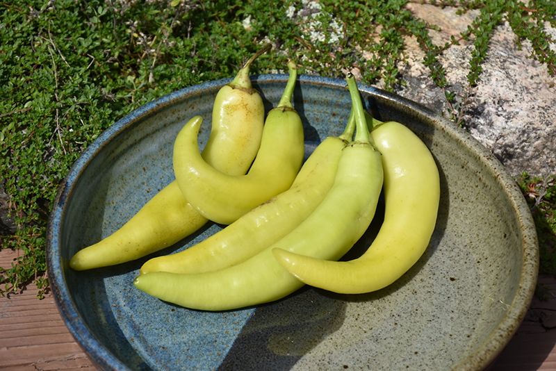 Sweet Banana Pepper (Capsicum annuum 'Sweet Banana') at Roger's Gardens