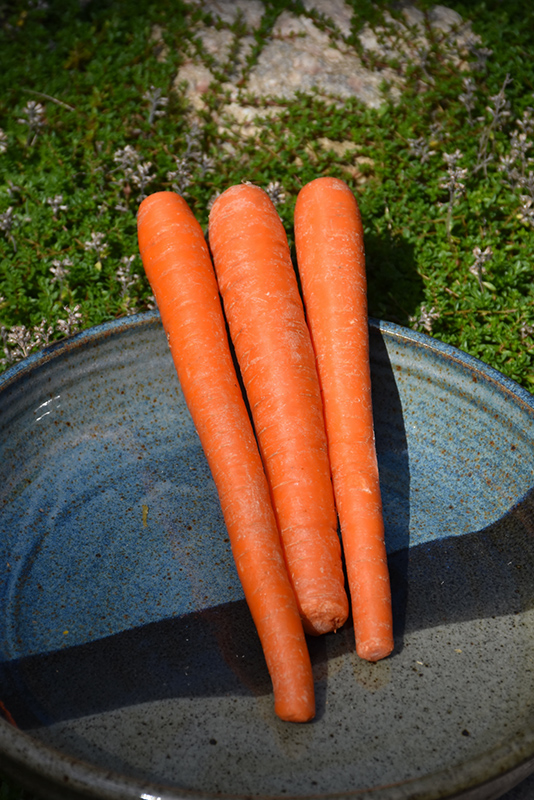 Danvers Half-long Carrot (Daucus carota var. sativus 'Danvers') at Roger's Gardens