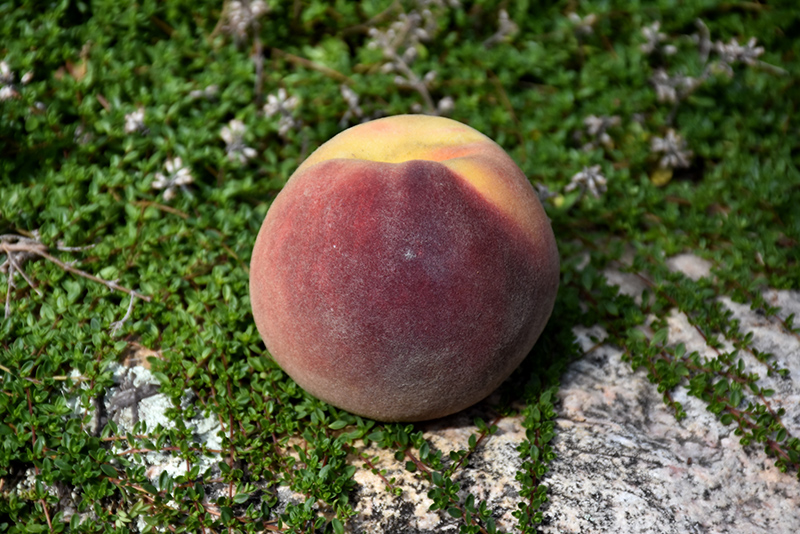 Bonanza Peach (Prunus persica 'Bonanza') at Roger's Gardens
