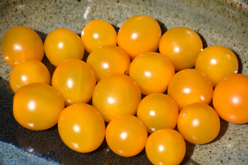 Chello Tomato (Solanum lycopersicum 'Chello') at Roger's Gardens