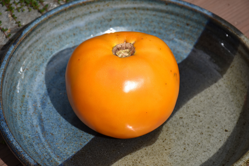 Golden Boy Tomato (Solanum lycopersicum 'Golden Boy') at Roger's Gardens
