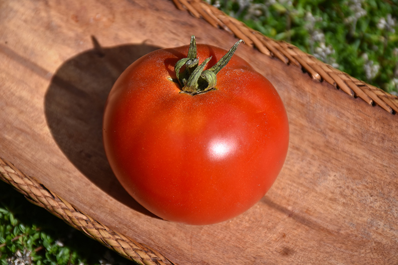 Jersey Tomato (Solanum lycopersicum 'Jersey') at Roger's Gardens