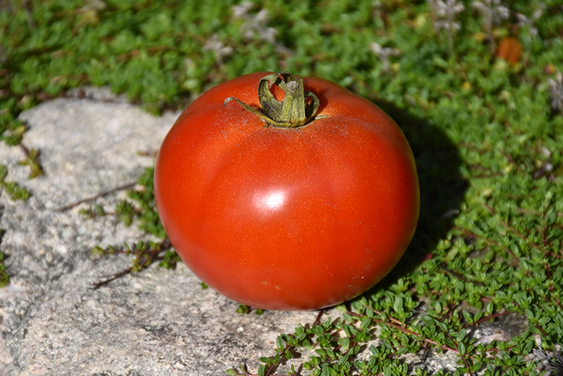 Moneymaker Tomato (Solanum lycopersicum 'Moneymaker') at Roger's Gardens