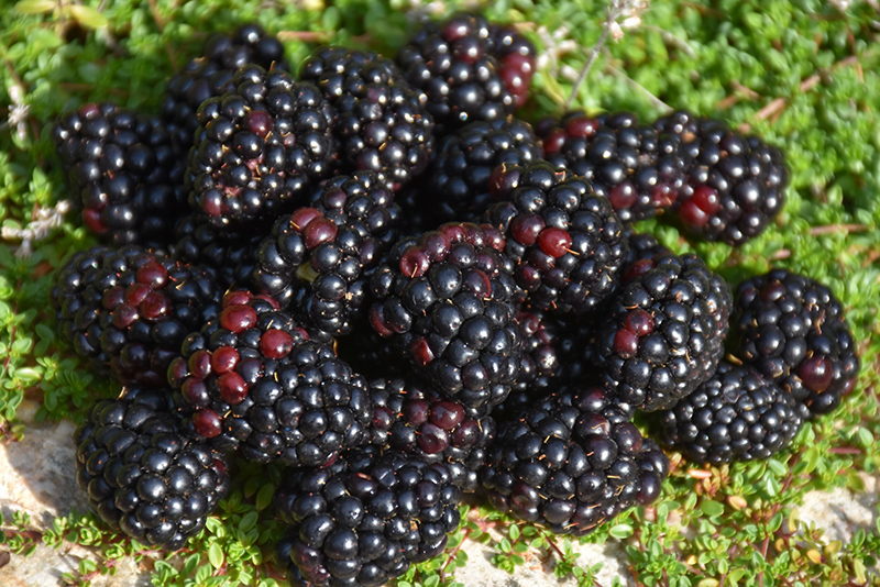 Black Satin Blackberry (Rubus Black Satin) at Roger's Gardens