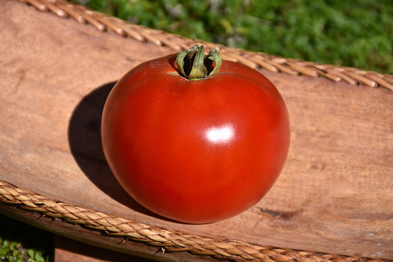 Red Bounty Tomato (Solanum lycopersicum 'Red Bounty') at Roger's Gardens