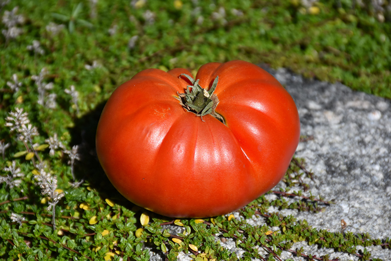 Genuwine Tomato (Solanum lycopersicum 'Genuwine') at Roger's Gardens