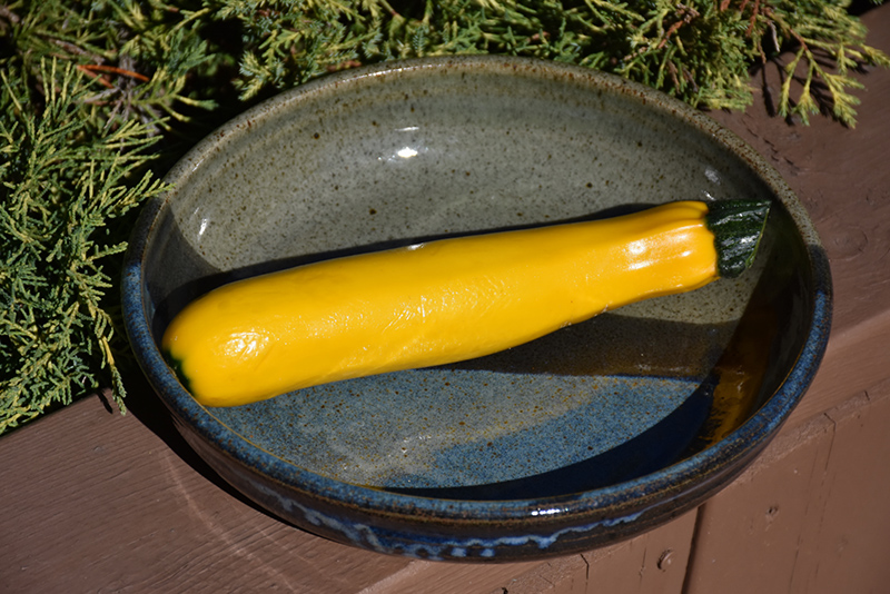 Yellow Zucchini (Cucurbita pepo var. cylindrica 'Yellow') at Roger's Gardens