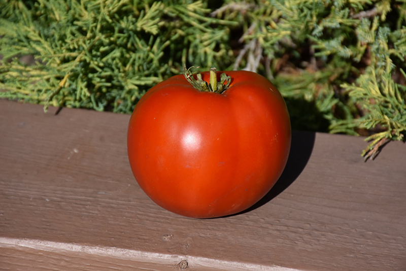 Bonny Best Tomato (Solanum lycopersicum 'Bonny Best') at Roger's Gardens