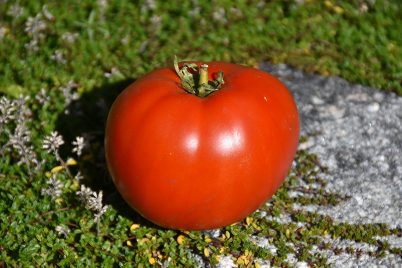 Big League Tomato (Solanum lycopersicum 'Big League') at Roger's Gardens