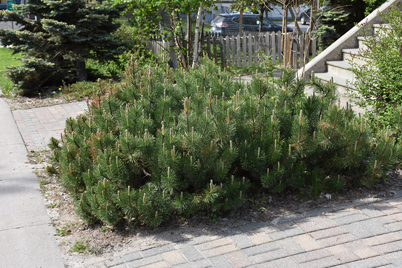 Dwarf Mugo Pine (Pinus mugo var. pumilio) at Roger's Gardens
