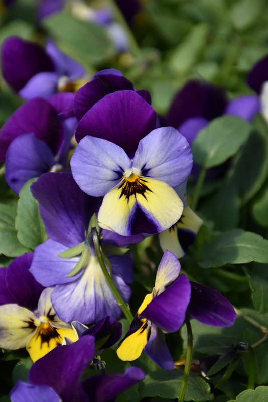 Endurio Blue Yellow with Purple Wing Pansy (Viola cornuta 'Endurio Blue Yellow Purple Wing') at Roger's Gardens