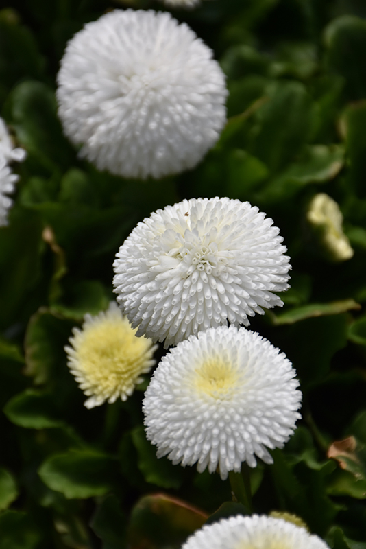 Bellisima White English Daisy (Bellis perennis 'Bellissima White') at Roger's Gardens