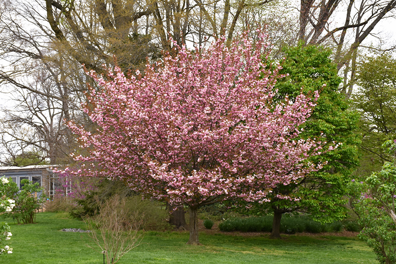 Kwanzan Flowering Cherry (Prunus serrulata 'Kwanzan') at Roger's Gardens