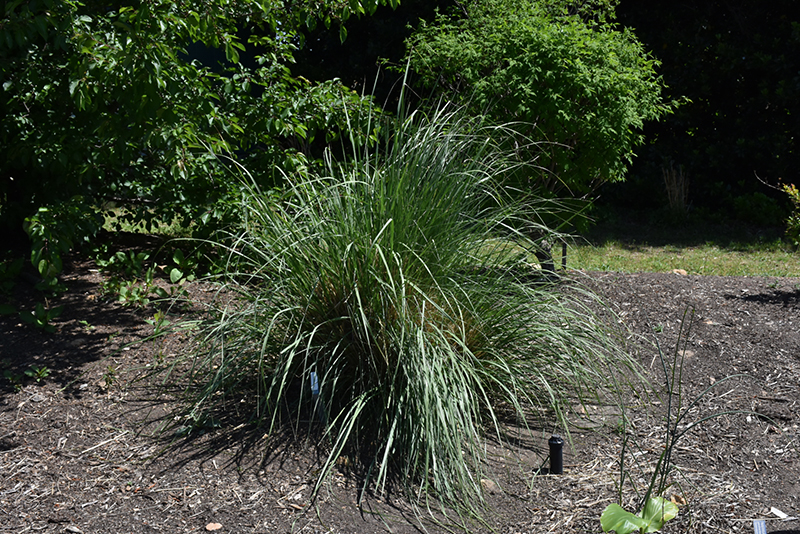 Wright's Dropseed (Sporobolus wrightii) at Roger's Gardens