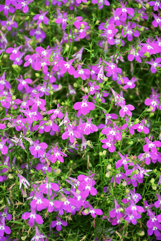 Lobelix Purple Lobelia (Lobelia 'Lobelix Purple') at Roger's Gardens