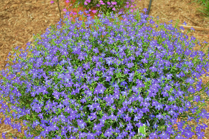 Hot Royal Blue Lobelia (Lobelia 'Weslorobl') at Roger's Gardens