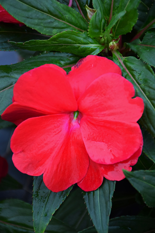 Sonic Red New Guinea Impatiens (Impatiens 'Sonic Red') at Roger's Gardens