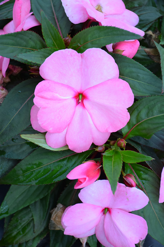 Sonic Light Pink New Guinea Impatiens (Impatiens 'Sonic Light Pink') at Roger's Gardens