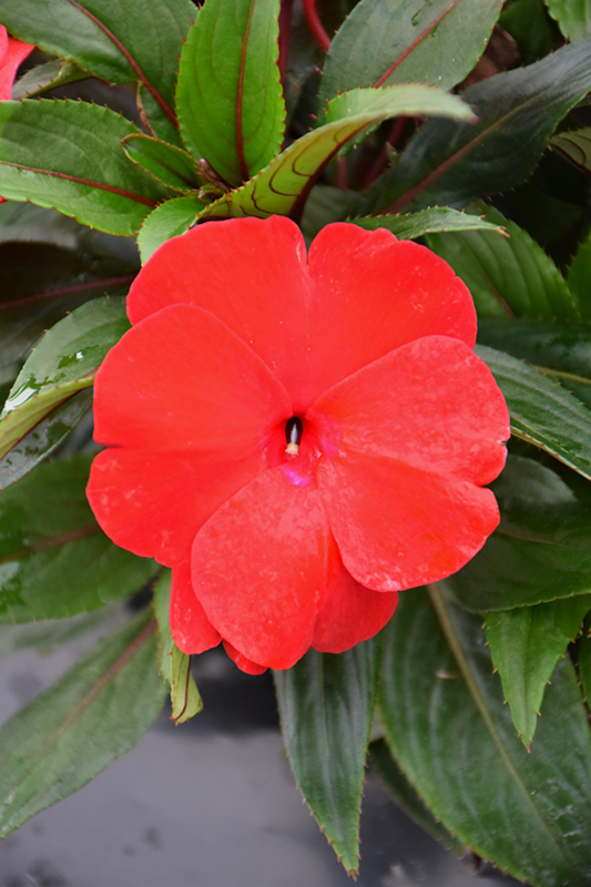 Sonic Deep Red New Guinea Impatiens (Impatiens 'Sonic Deep Red') at Roger's Gardens