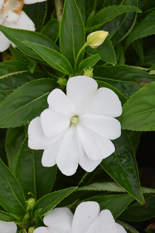 Divine White New Guinea Impatiens (Impatiens hawkeri 'Divine White') at Roger's Gardens