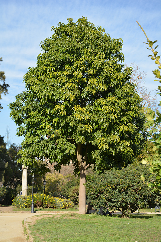 Illawarra Flame Tree (Brachychiton acerifolius) at Roger's Gardens