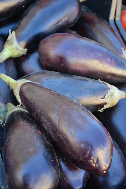 Black Beauty Eggplant (Solanum melongena 'Black Beauty') at Roger's Gardens