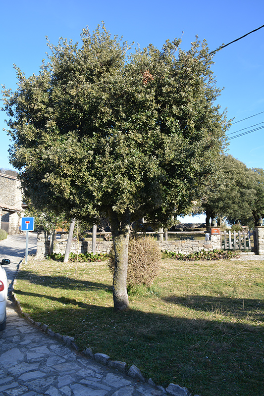 Holm Oak (Quercus ilex) at Roger's Gardens