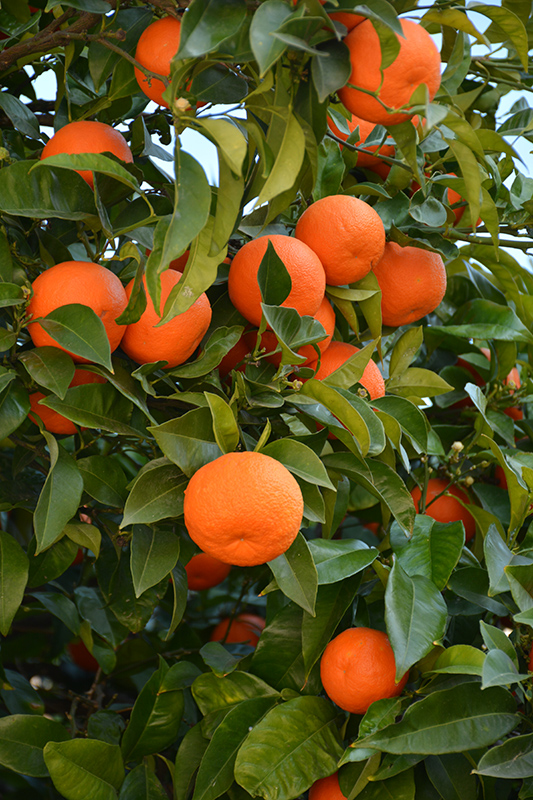 Valencia Orange (Citrus sinensis 'Valencia') at Roger's Gardens