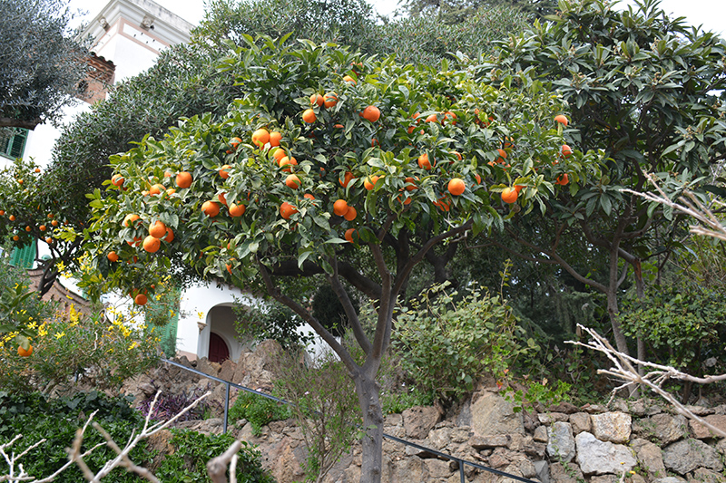 Bitter Orange (Citrus aurantium) at Roger's Gardens